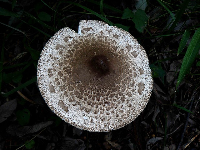 d0019074_5561331.jpg