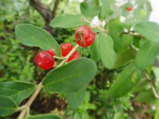 e0046477_6581961.jpg