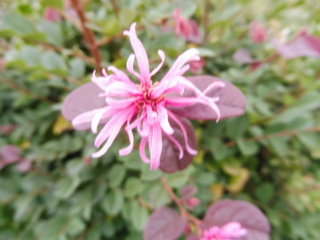 e0046477_6591885.jpg