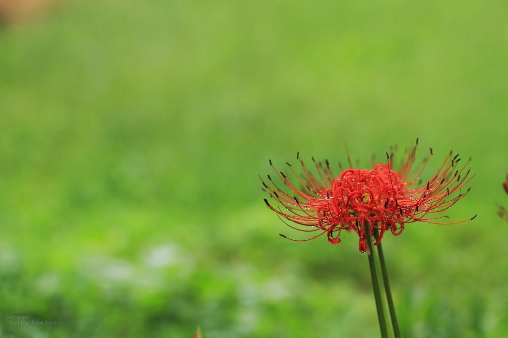 c0356480_21571355.jpg