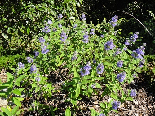 f0372285_21282305.jpg