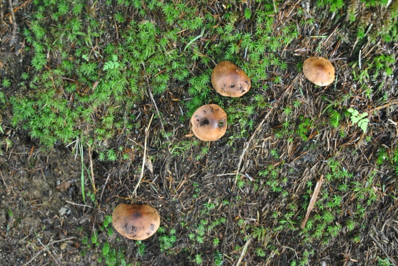 f0000521_145179.jpg