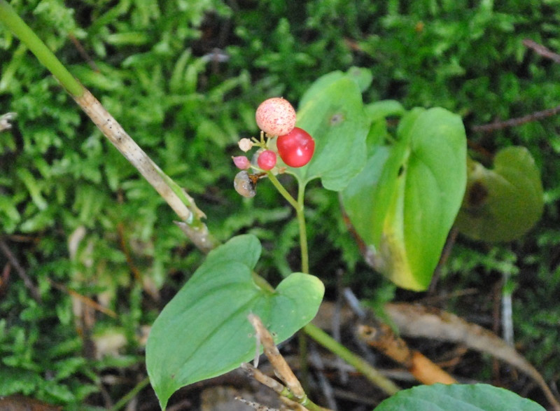 f0000521_21537.jpg