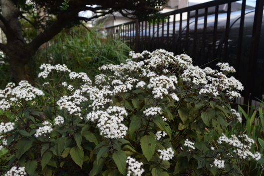 a0228333_17402917.jpg