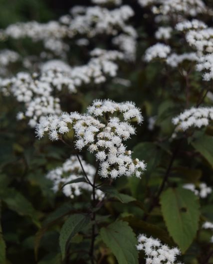 a0228333_17404214.jpg