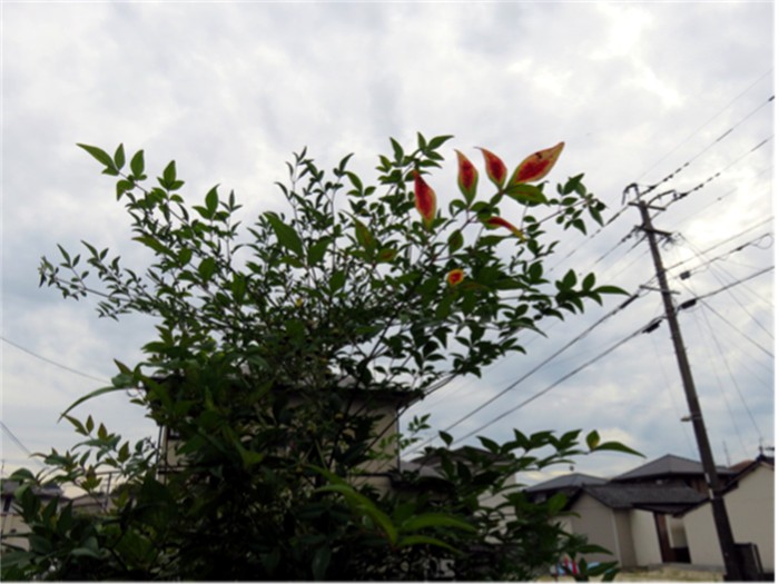 f0003174_1272859.jpg