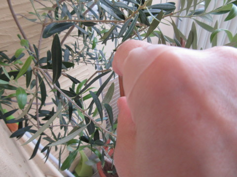 c0310987_12054779.jpg