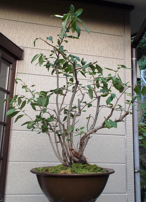 b0067795_17204146.jpg