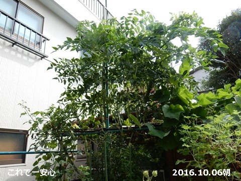 e0033229_14324367.jpg