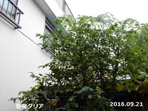 e0033229_14333724.jpg