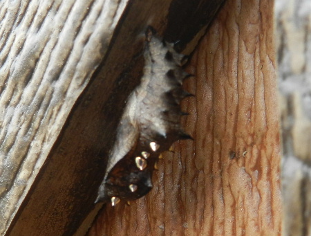 e0172950_2038442.jpg