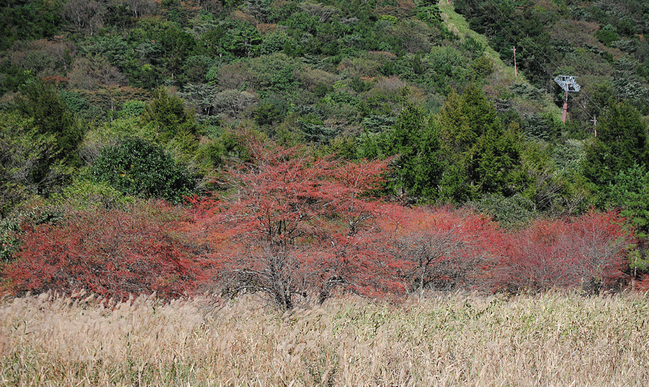 a0001354_19515114.gif