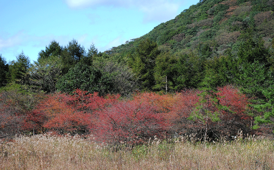 a0001354_19521147.gif