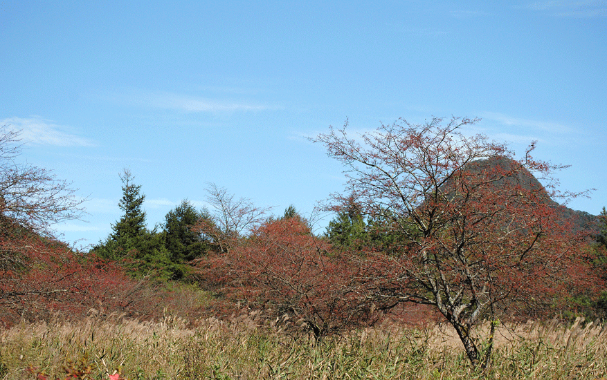 a0001354_19522160.gif