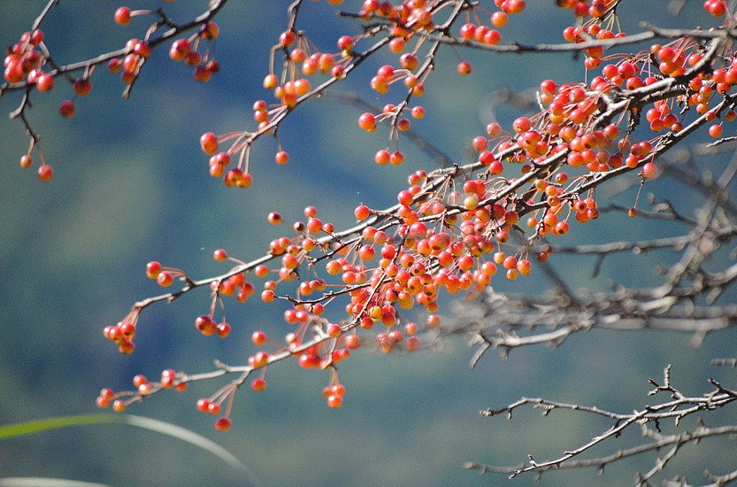 a0001354_19545957.gif