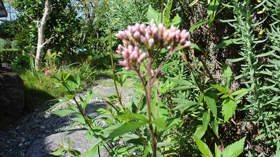 e0041168_952374.jpg