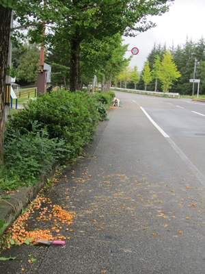 b0149071_11371211.jpg
