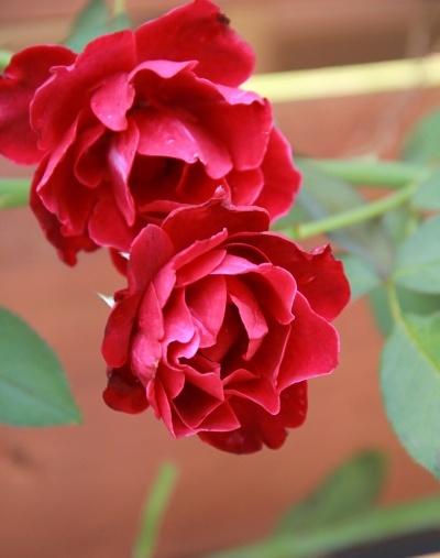 e0154682_23553502.jpg