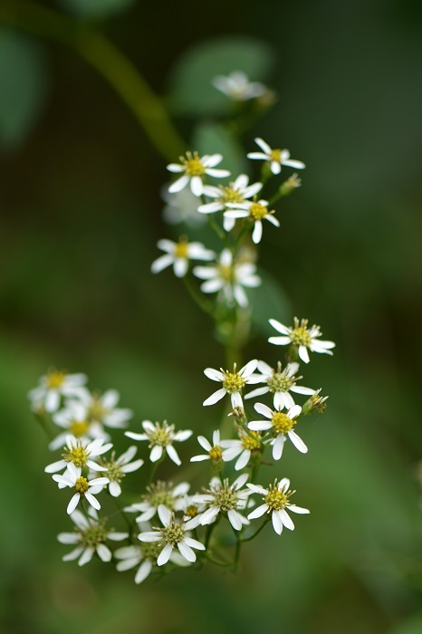 e0353790_06524105.jpg