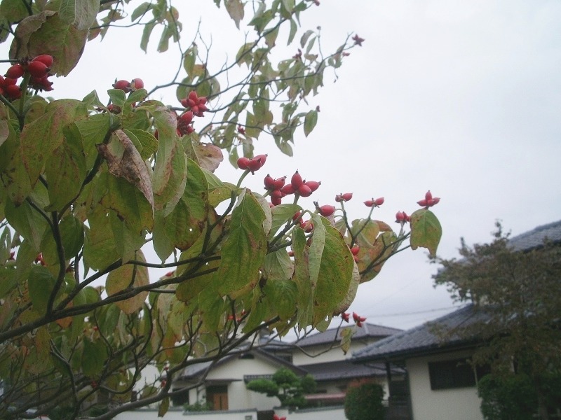 e0025300_20351130.jpg