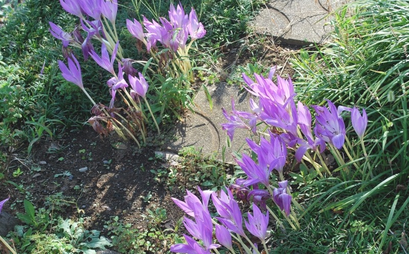 e0025300_20401066.jpg