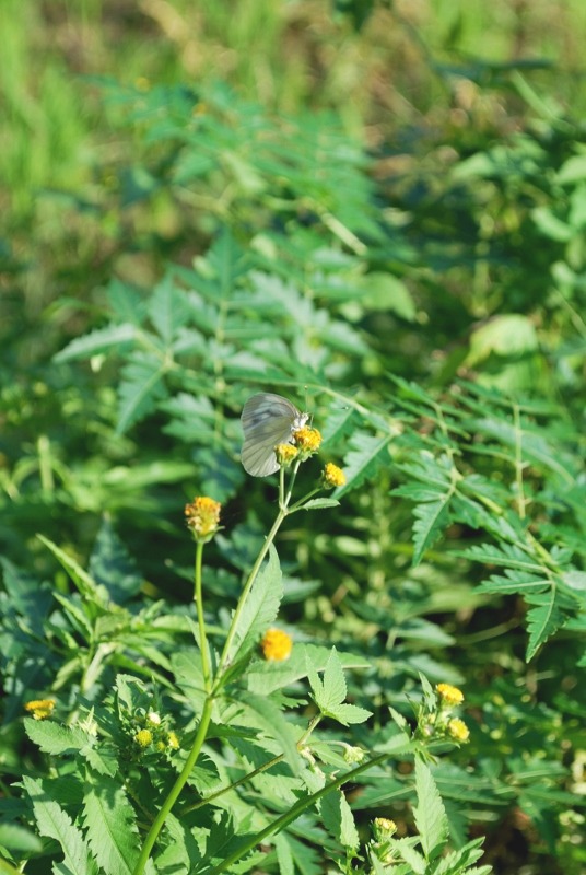 e0025300_214318.jpg