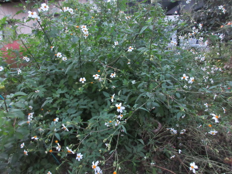 a0203003_19333836.jpg