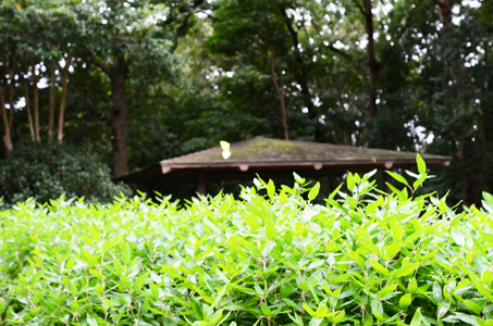 f0044853_21451381.jpg
