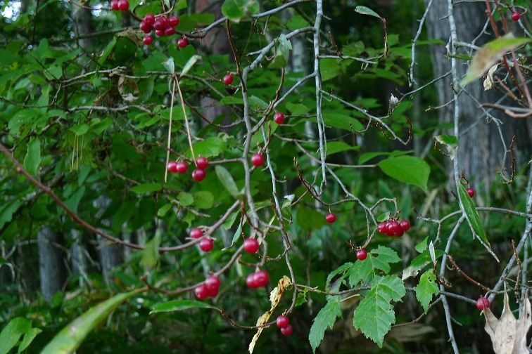 a0130586_8153172.jpg