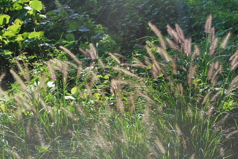 e0025300_1533414.jpg