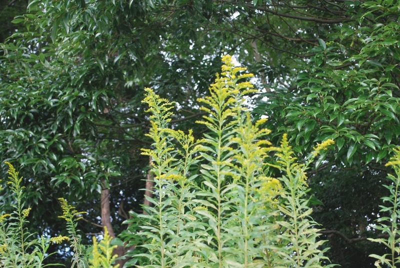 e0025300_16175791.jpg