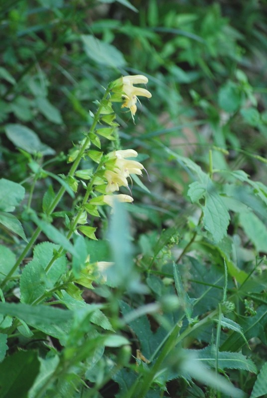 e0025300_167367.jpg