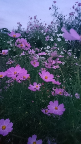 e0351303_00013506.jpg