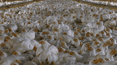 f0197703_19582677.gif