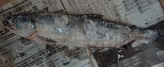e0004756_20583116.jpg