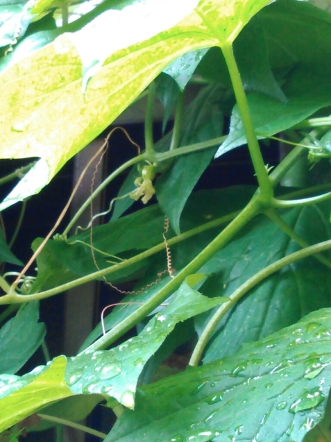 c0162773_03594408.jpg