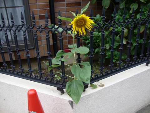 c0322794_1041860.jpg
