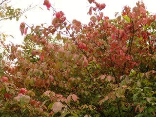 c0149195_0114060.jpg