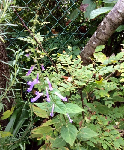 b0344816_20483939.jpeg