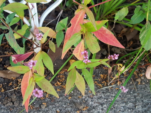 e0016828_10205611.jpg