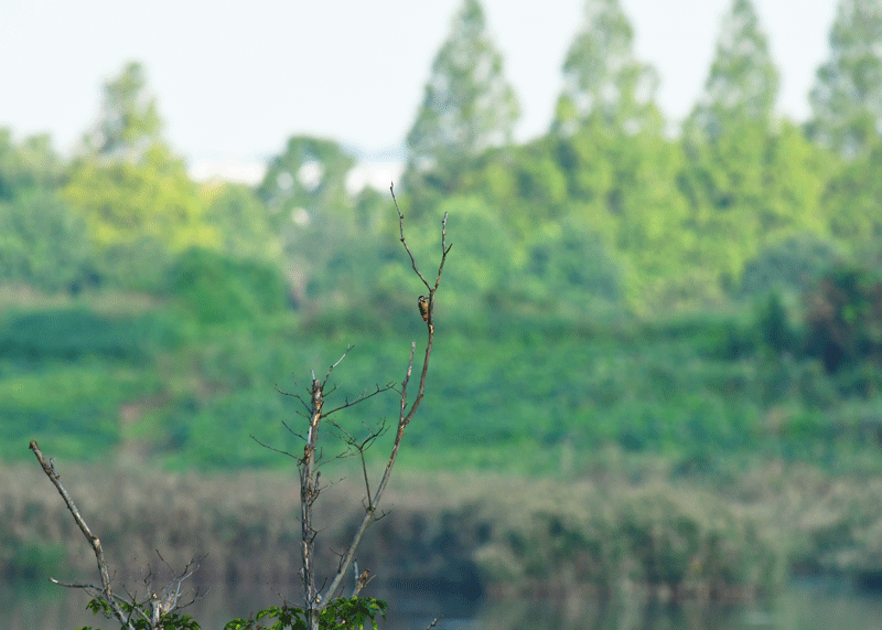 d0290240_06201024.gif
