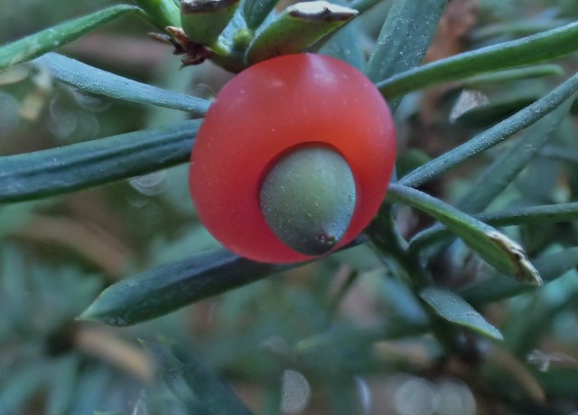 c0183777_1784674.jpg