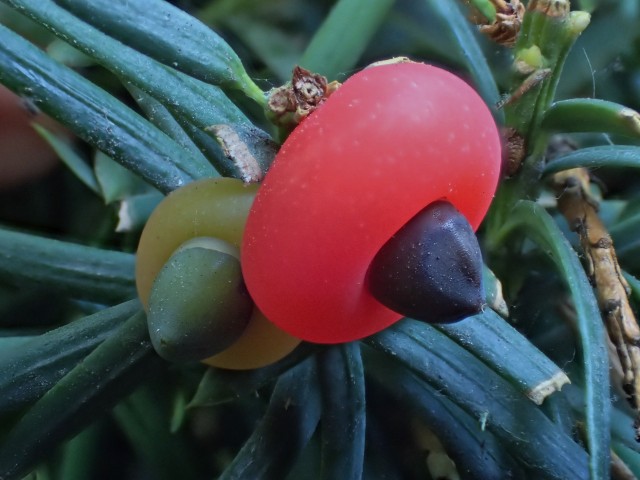 c0183777_1785897.jpg