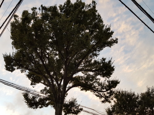 e0016828_11335898.jpg