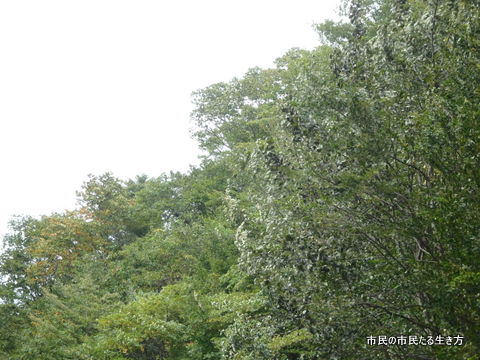 d0182245_1884243.jpg