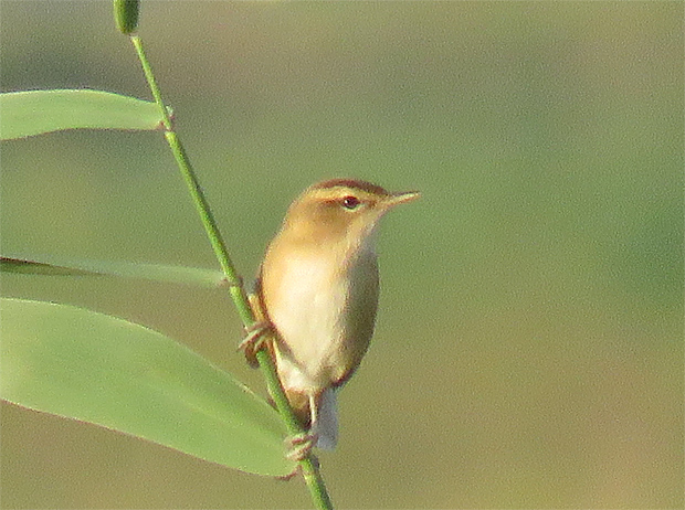 f0214649_4165732.jpg