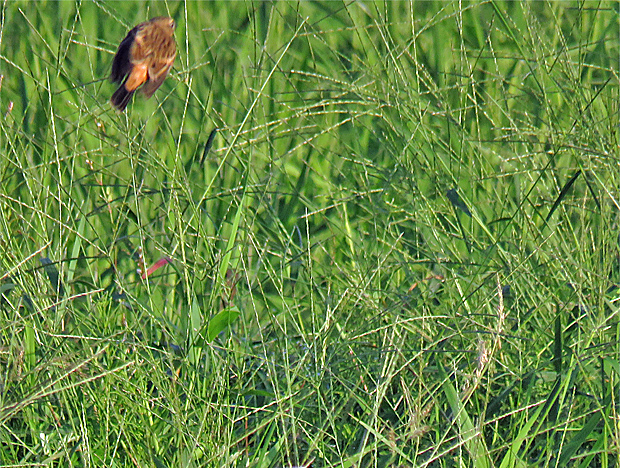 f0214649_4271036.jpg