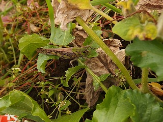 e0004756_20473571.jpg