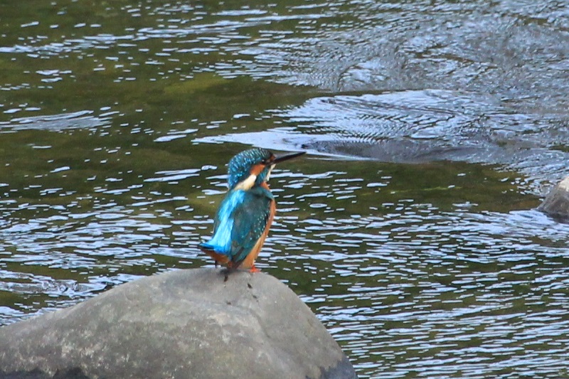 a0167759_341135.jpg