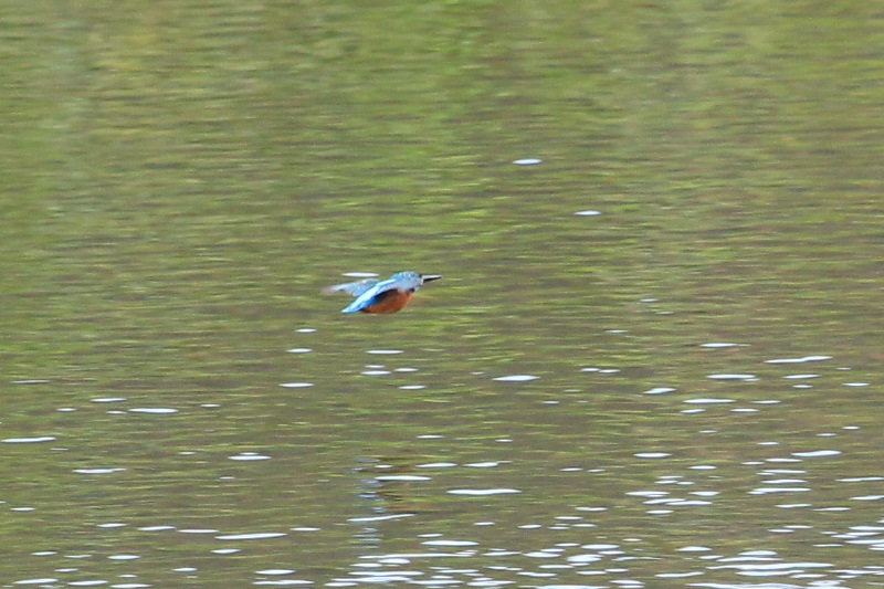 a0167759_342276.jpg